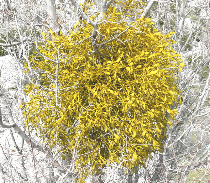 노란 겨우살이, 황금가지(The Golden Bough) - http://celestialelfdanceoflife.blogspot.kr 제공